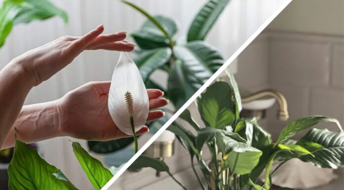 Спатифілум ще покаже іншим квітам, як треба цвісти: розказую, коли та як треба пересаджувати, щоб ріс роками Квітникарі розповіли, як правильно пересаджувати спатифілум