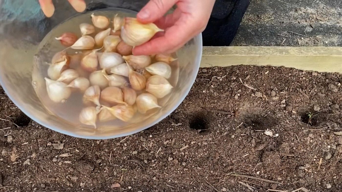 Чим обробити озимий часник перед посадкою