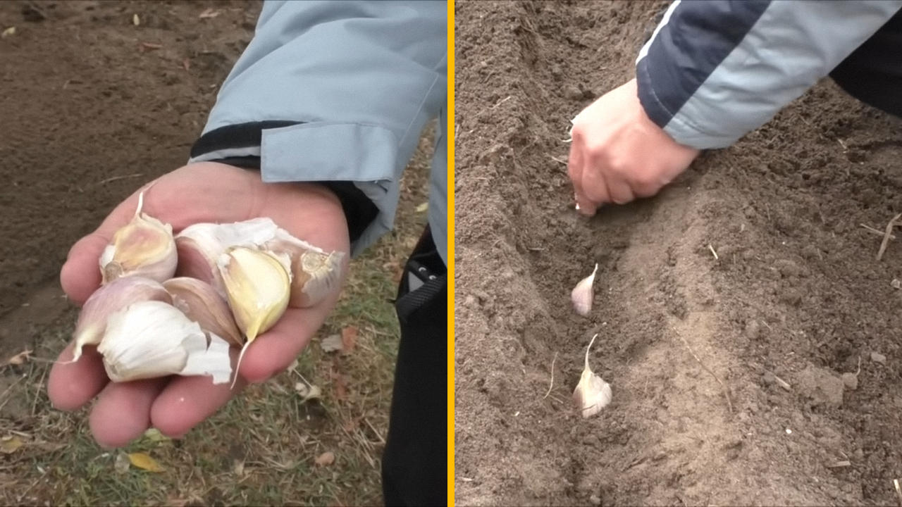 Городники розповіли, коли та як саджати озимий часник для гарного врожаю