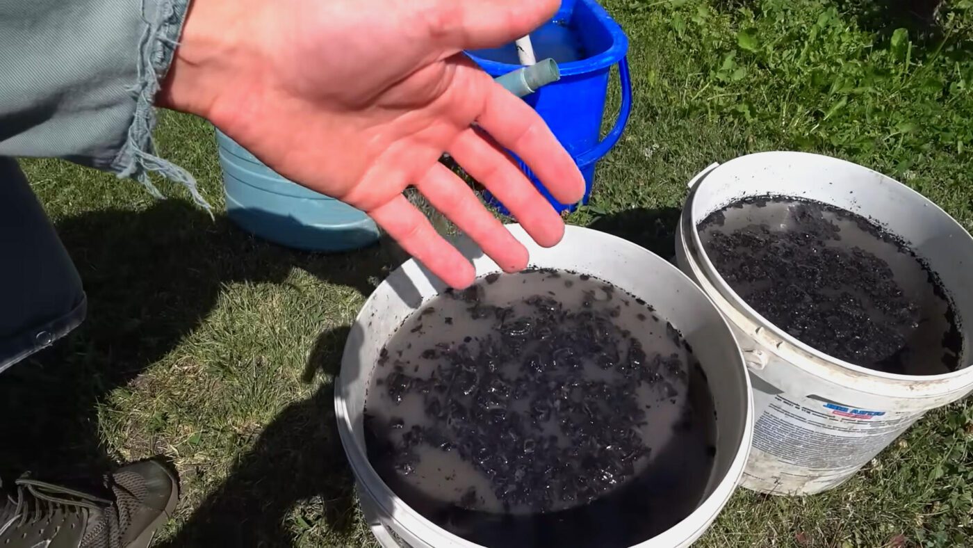 Городники пояснили, чим краще підживлювати огірки у вересні