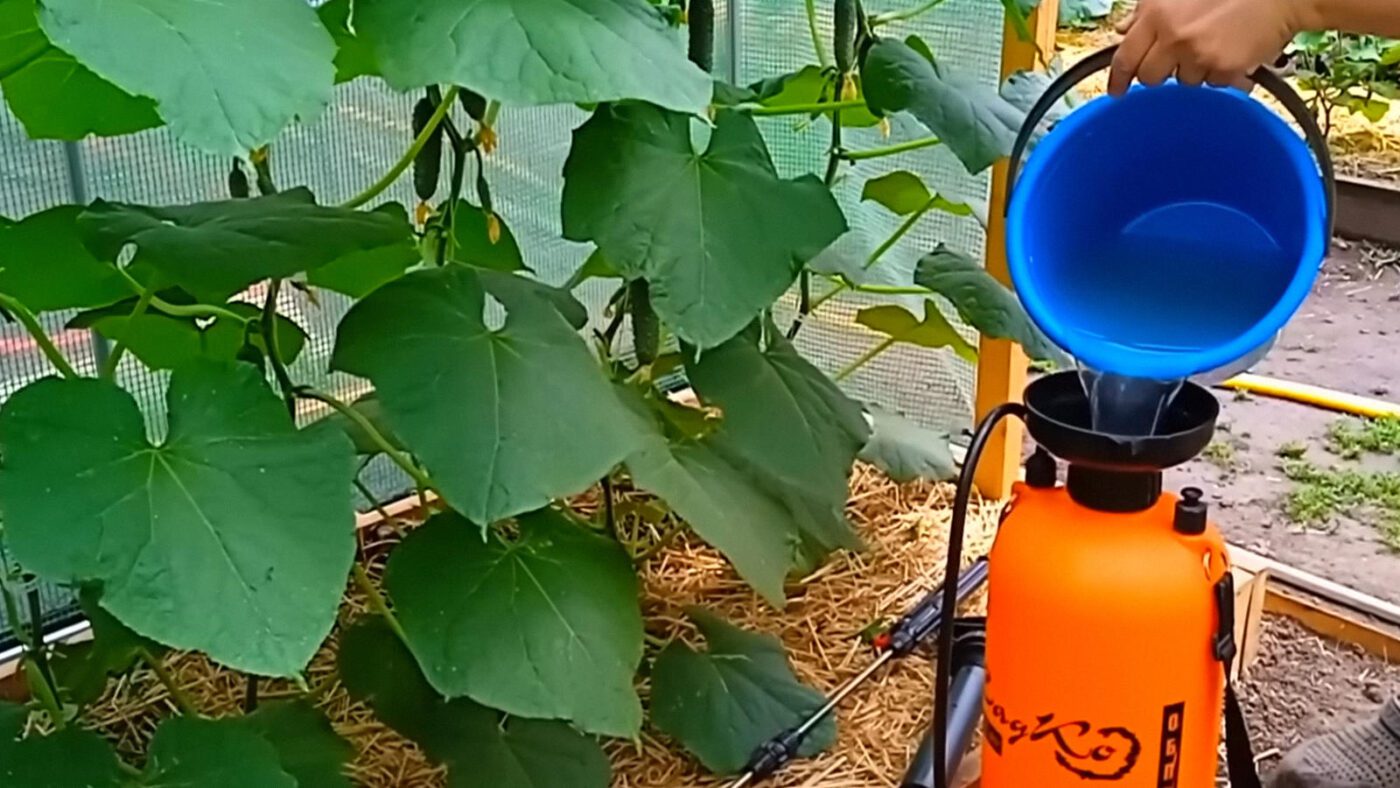 Фермери показали, як доглядати за огірками восени, щоб вони продовжували давати врожай