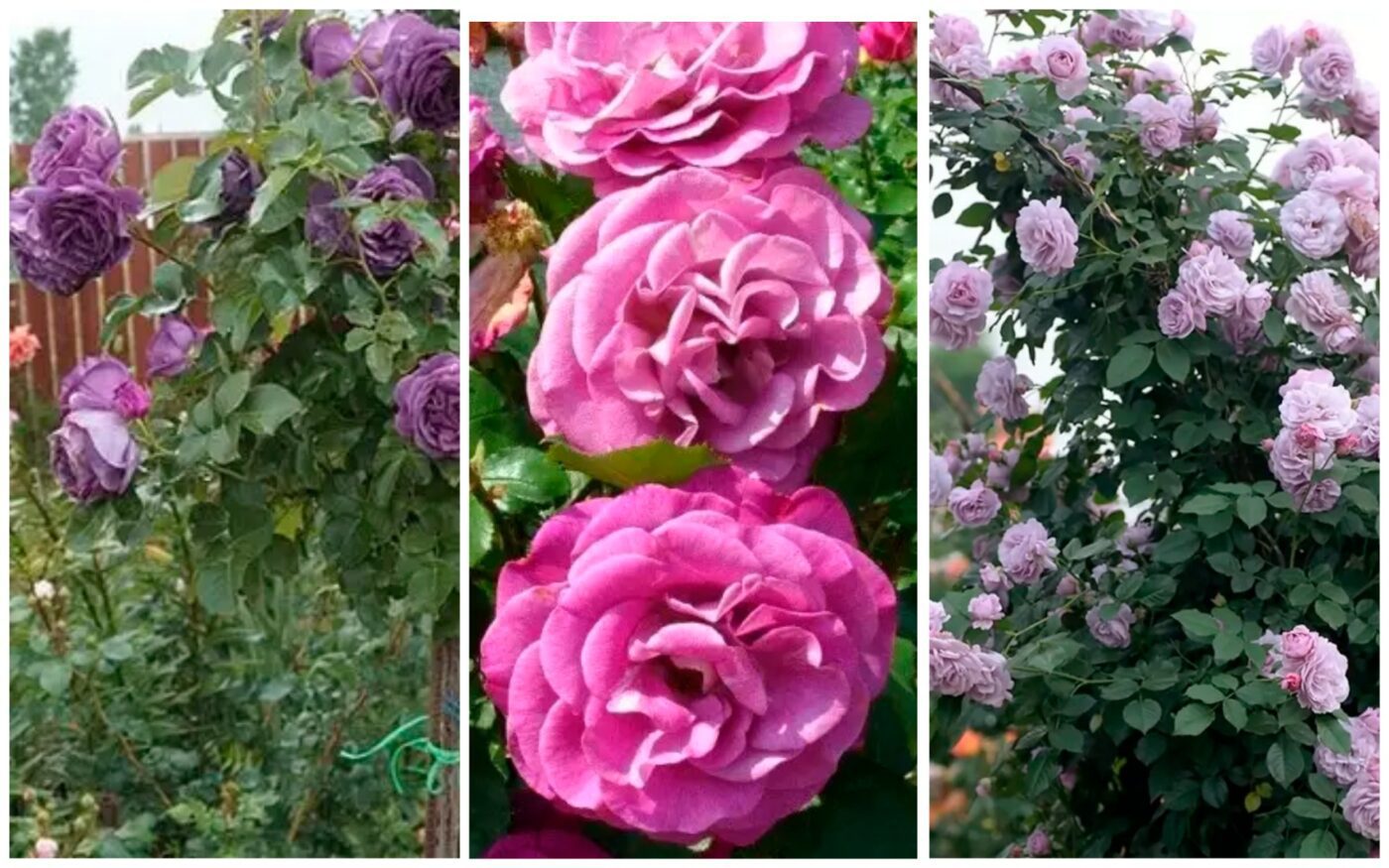 Як доглядати за трояндами восени Як доглядати за трояндами восени