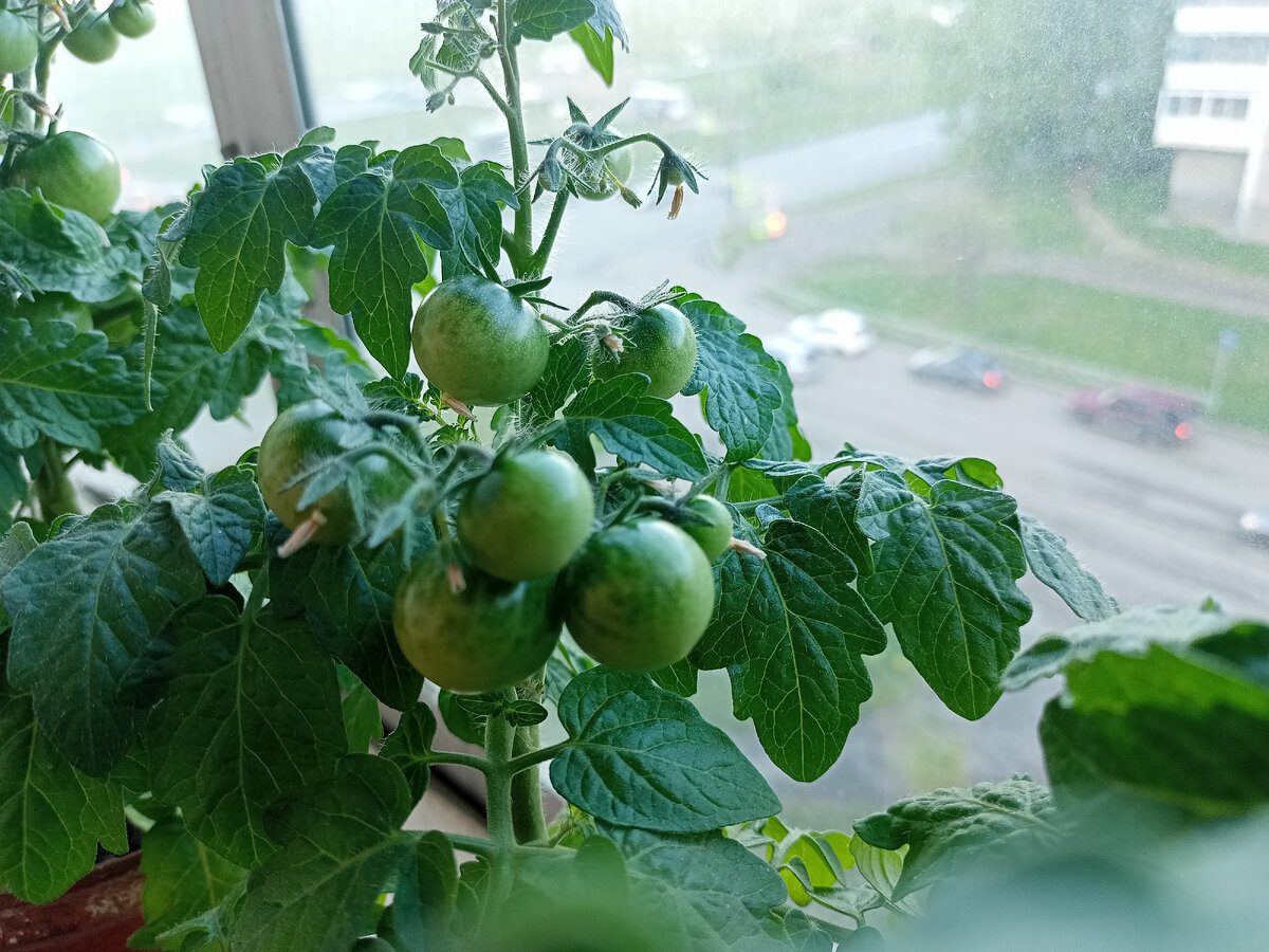 Експерти пояснили, як допомогти томатам дозріти, якщо ви зібрали їх з городу ще зеленими
