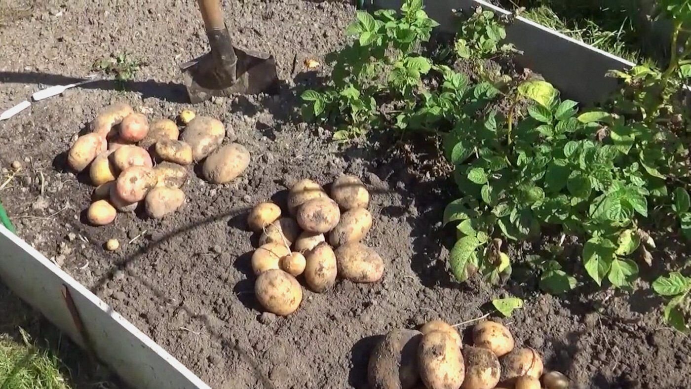 Городники назвали найурожайніші сорти картоплі, які довго зберігаються