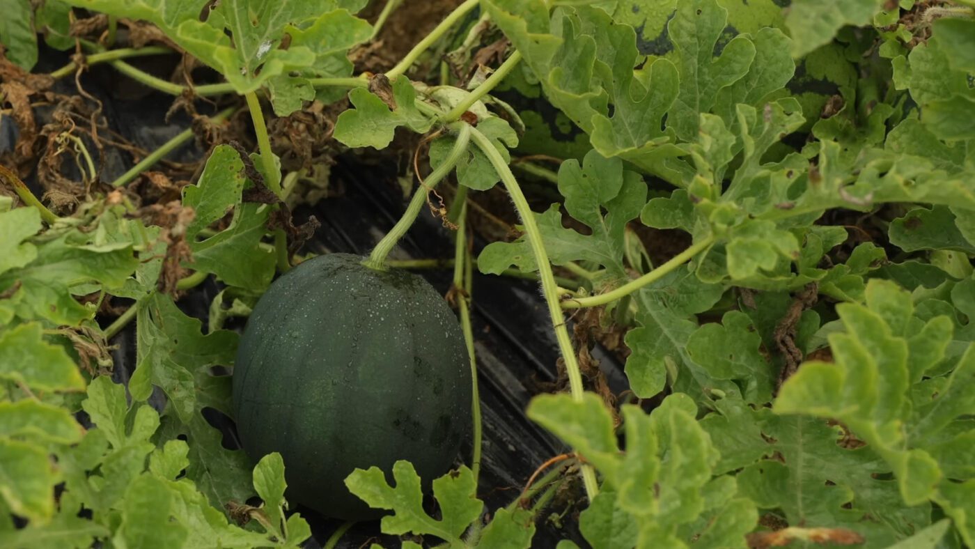 Фермери назвали найсмачніші та найурожайніші сорти кавунів у 2025 році