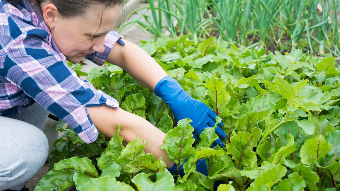 Городники назвали 4 причини слабкої врожайності