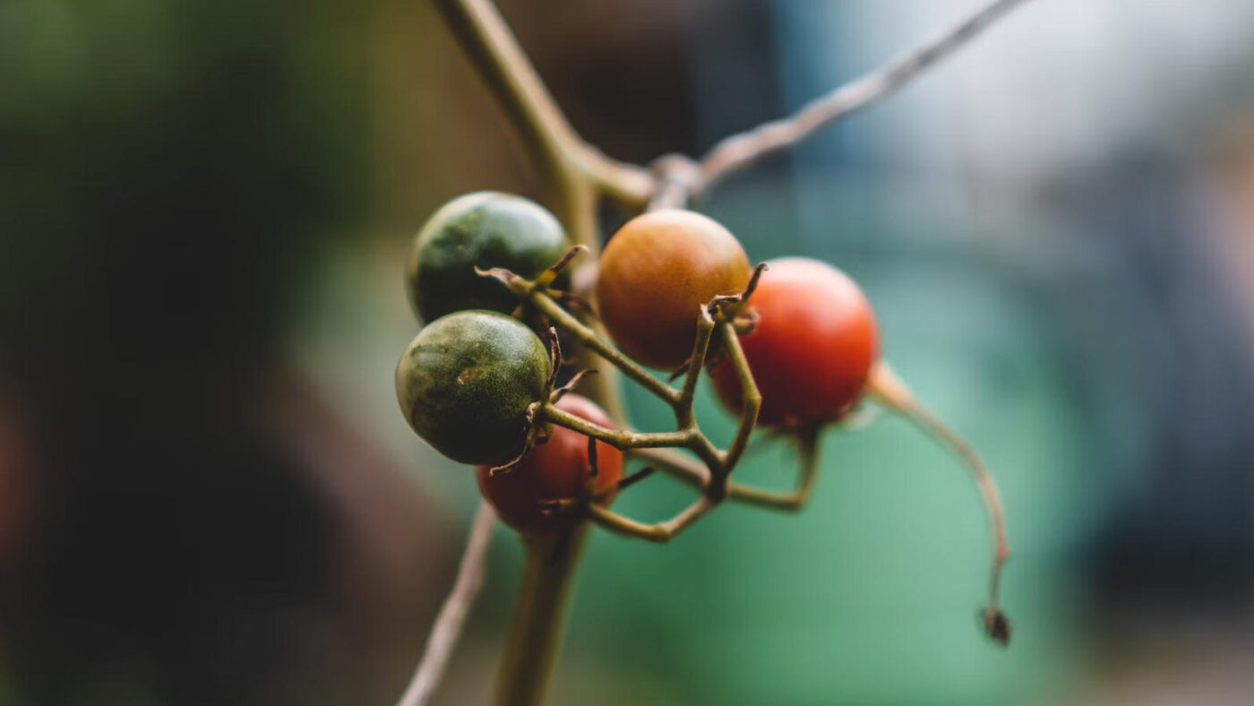 Аграрії пояснили, як сорт впливає на врожайність