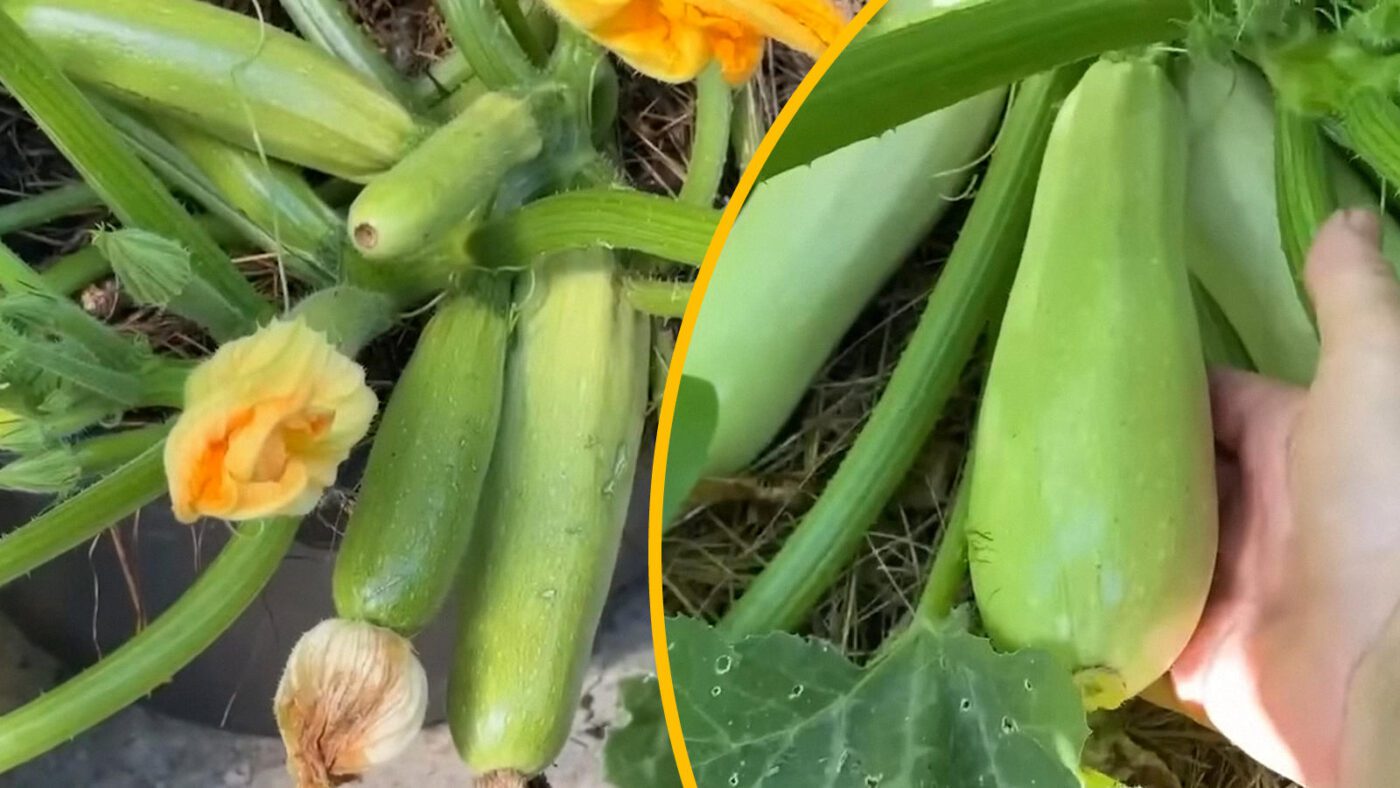 Городники назвали переваги вирощування кабачків у компості