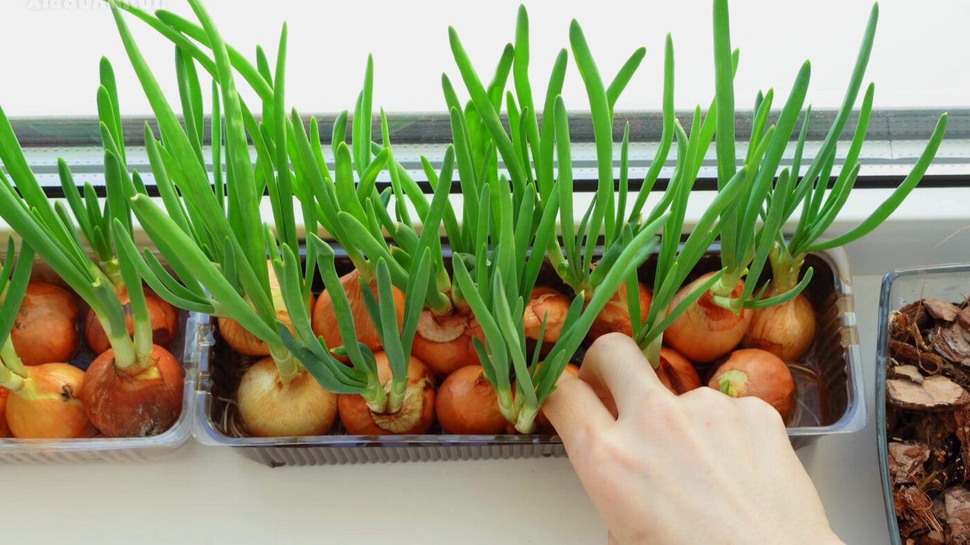 Як зберігати цибулю свіжою до весни