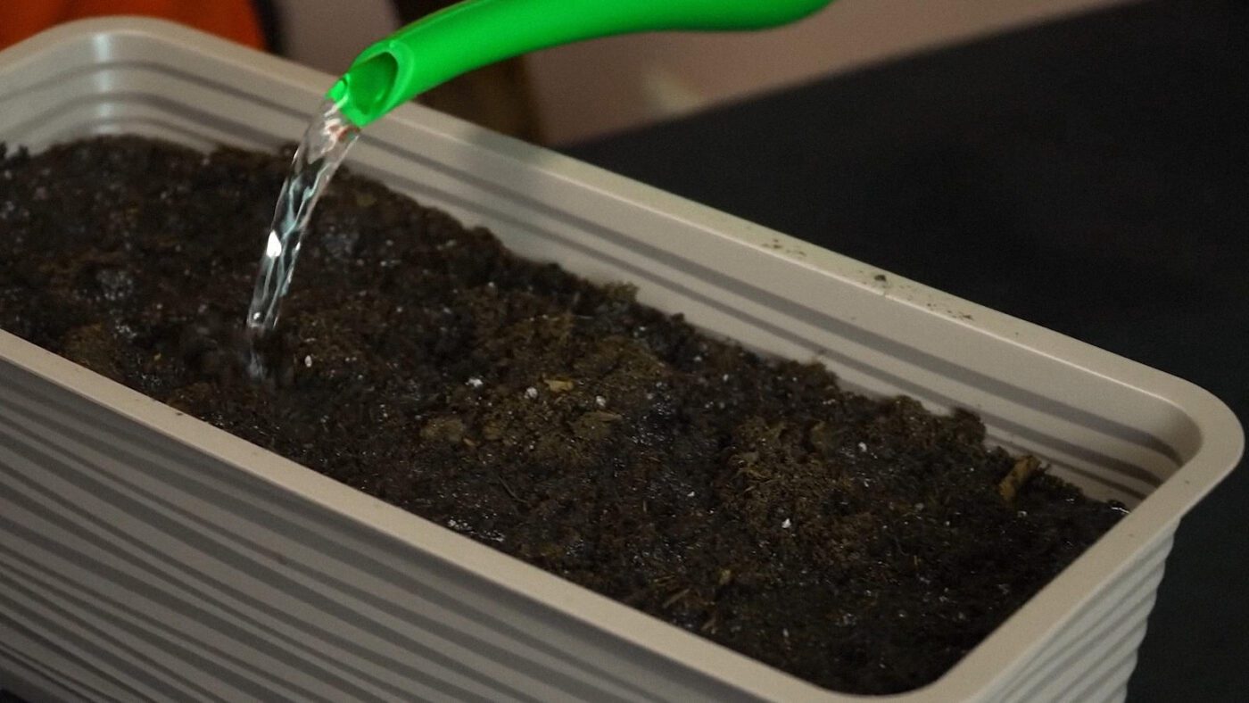 Городники розповіли, як вирощувати зелену цибулю, коли на грядках вже холодно