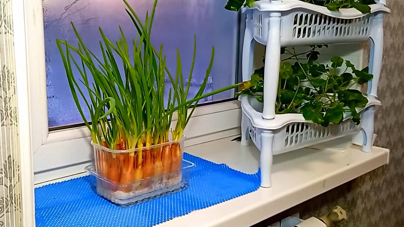 Господині показали, як швидко та легко виростити зелену цибулю в тирсі замість землі