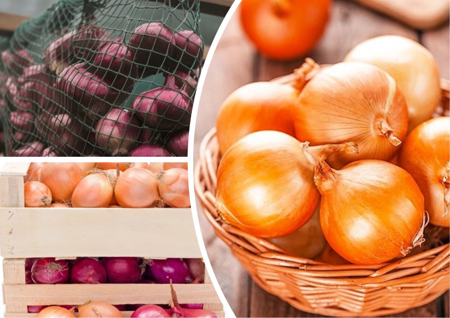 Як зберегти цибулю до весни у належному вигляді