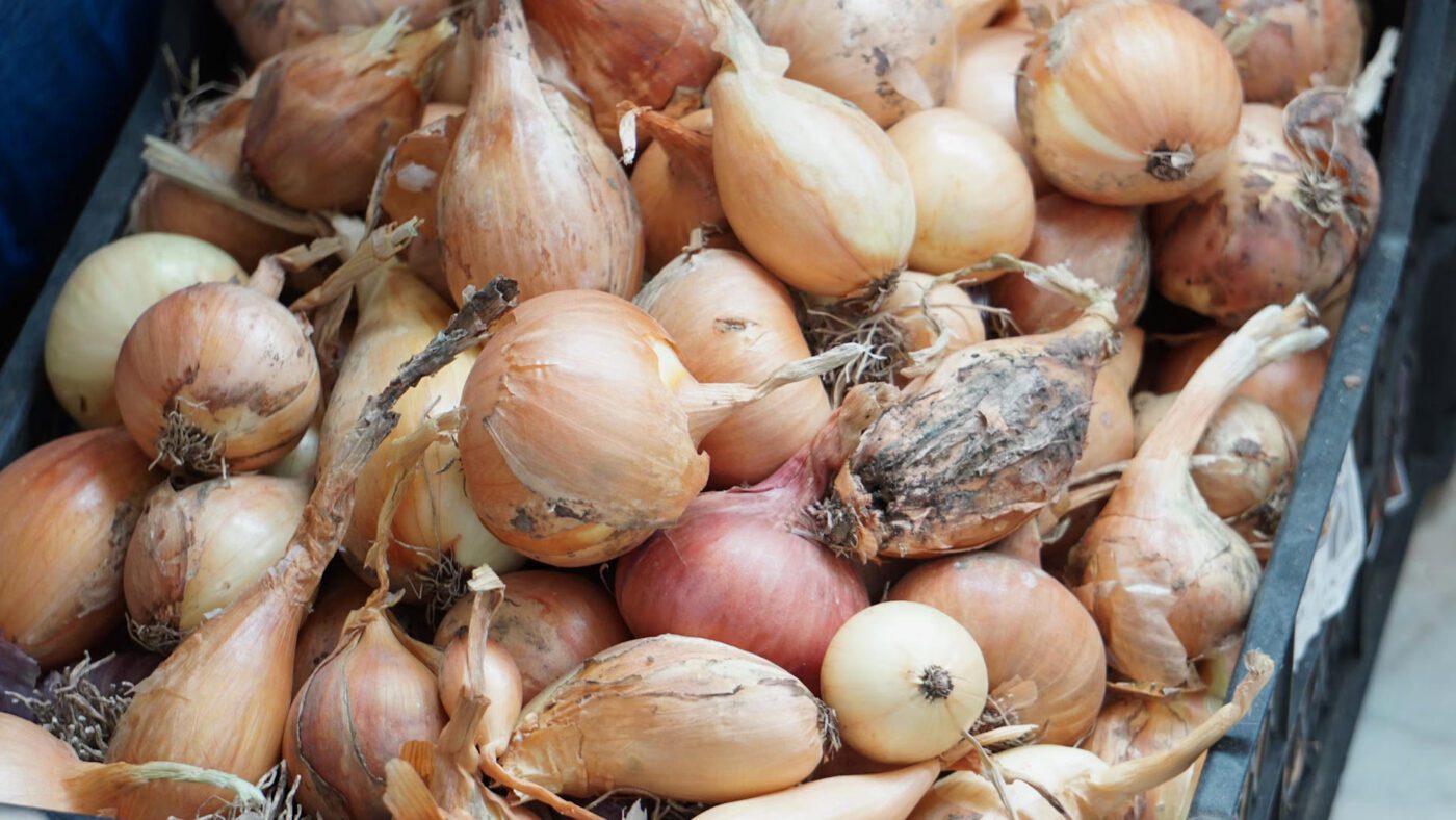 Як вираховувати дату посадки озимої цибулі