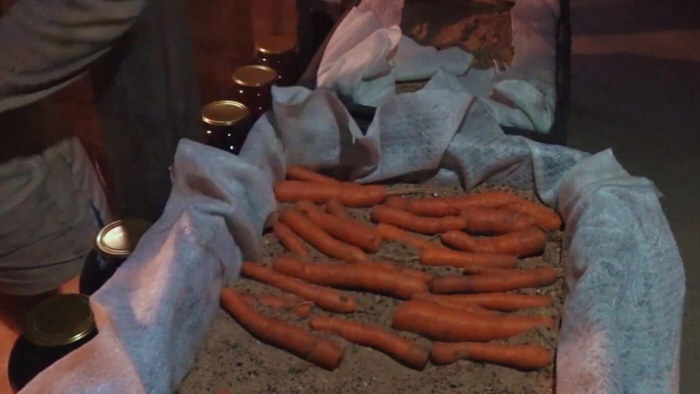 Фермери пояснили, як надовго зберегти свіжість моркви після збору врожаю