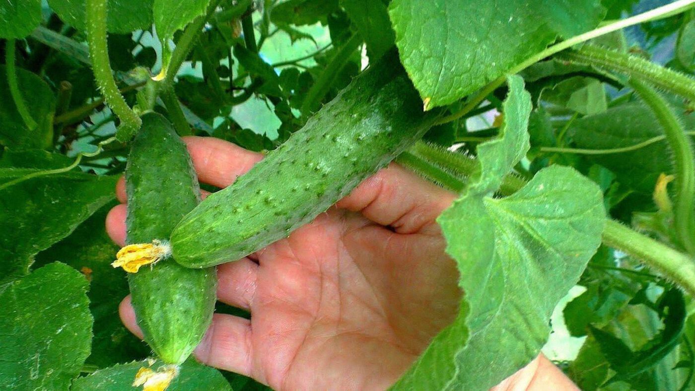 Сорт огірків, який зажди дає урожай