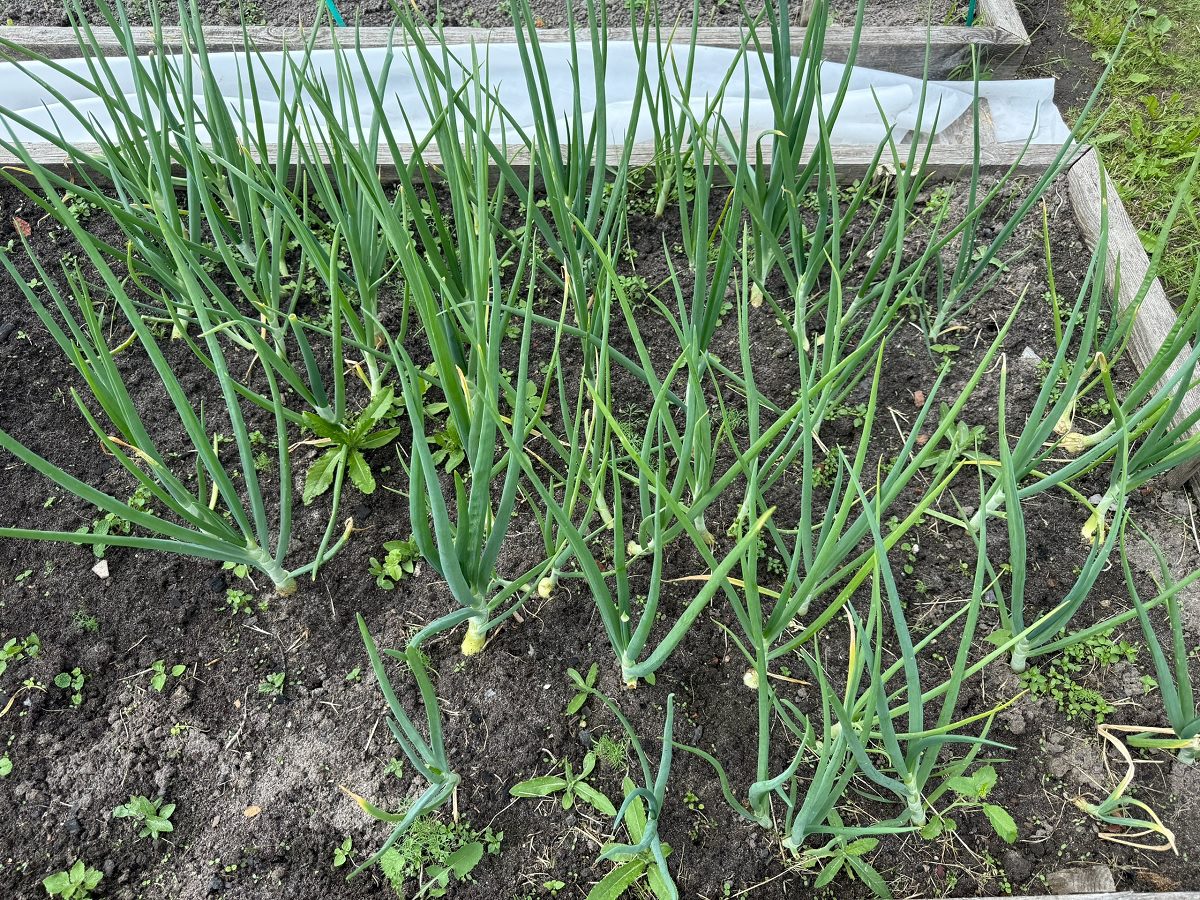 Експерти розповіли, як підготувати грядку для посадки й вирощування озимої цибулі – поради