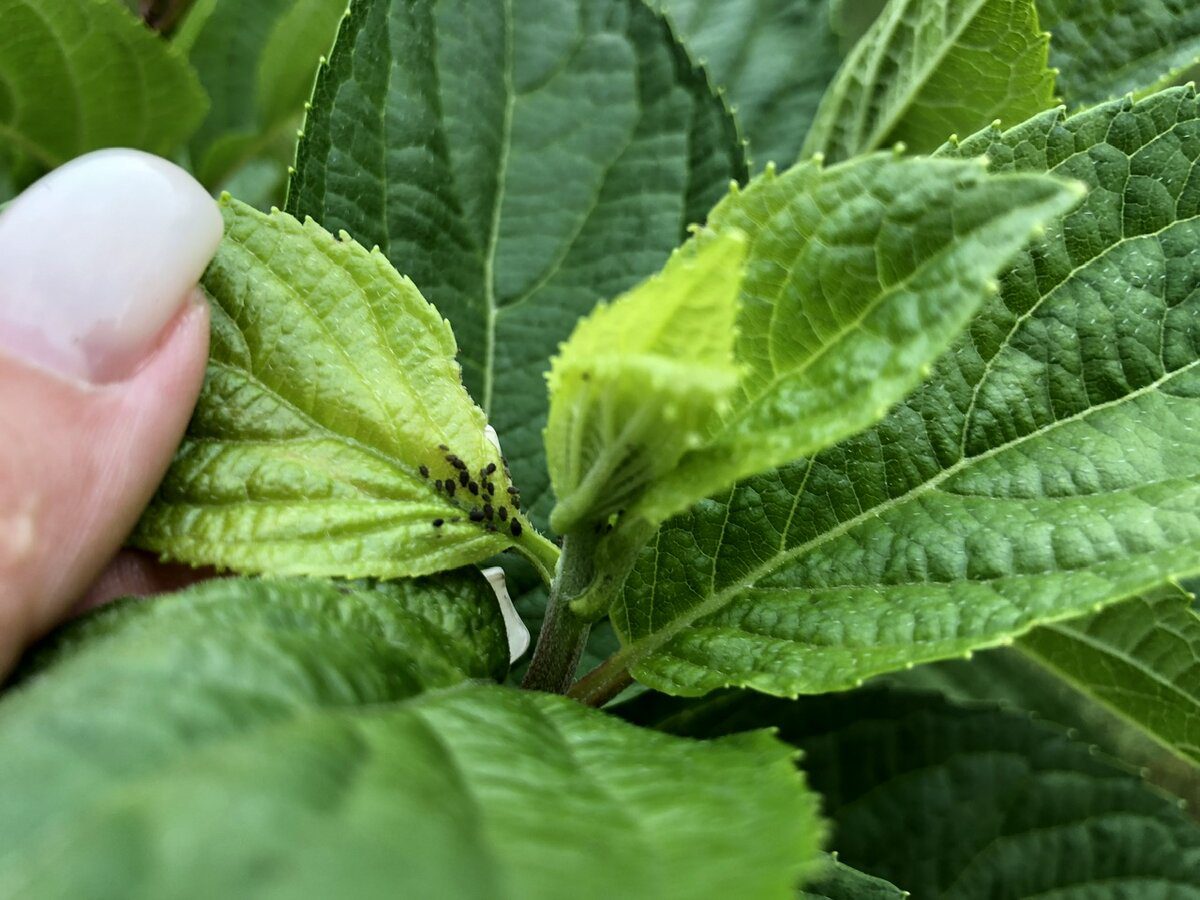 Експерти розповіли, який спосіб і засіб є найкращими для боротьби з попелицею на ділянці