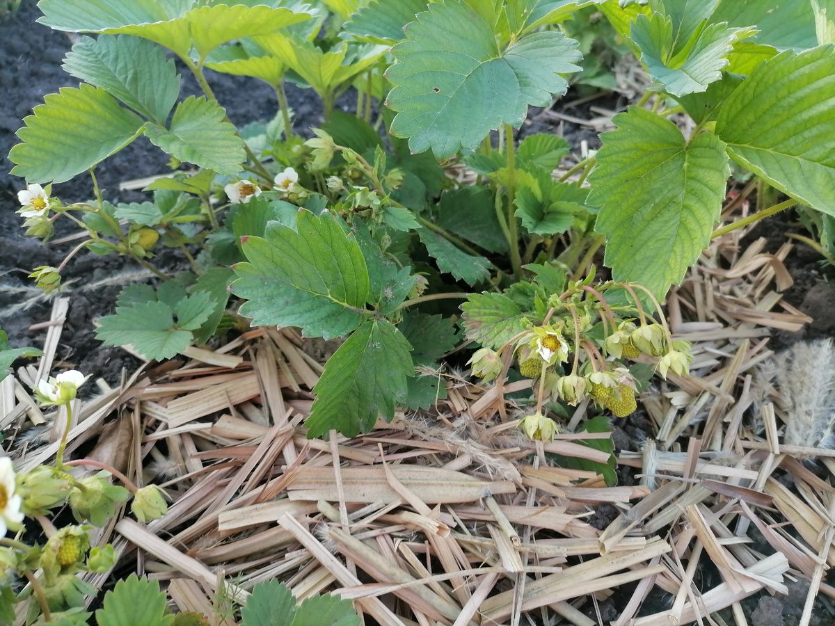 Експерти розповіли, яке добриво використовувати для підживлення полуниці найкраще