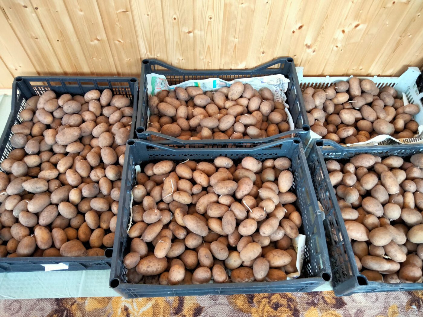 Експерти розповіли, як зберігати картоплю в ящиках із тирсою для кращої лежкості – порада