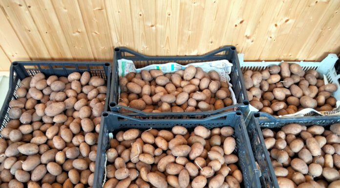 Терміново перевірте запаси: якщо побачили це на картоплі в грудні – викидайте, щоб не втратити весь урожай Господарі підказали, що зробити з запасами картоплі взимку, щоб зберегти врожай