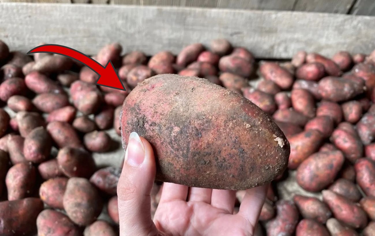 Як зберігати картоплю в ящиках