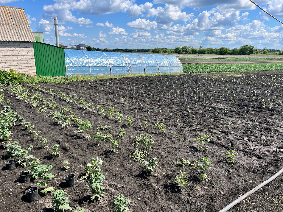 Експерти розповіли про спосіб посадки томатів під зиму для щедрого й смачного врожаю