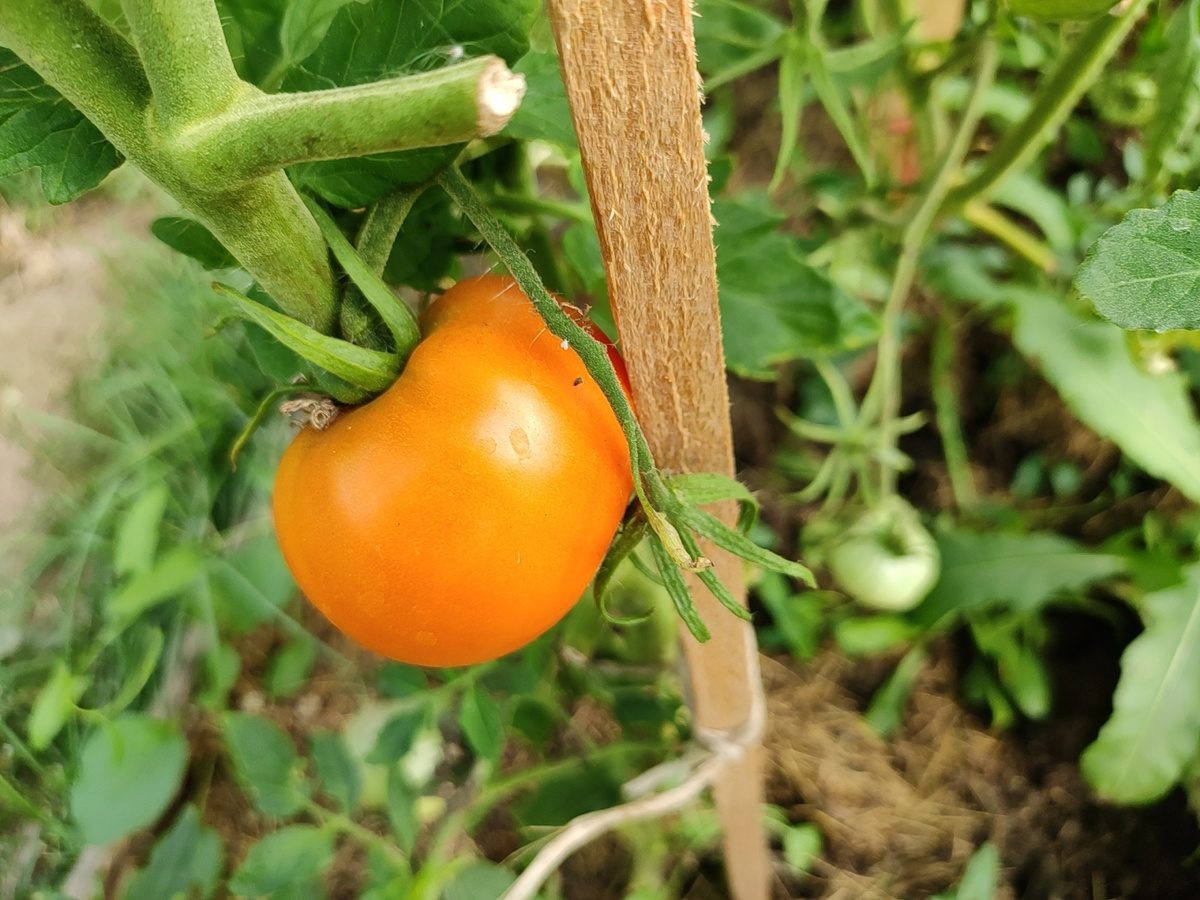 Городники розповіли, який сорт томатів дає найкращий урожай у відкритому ґрунті