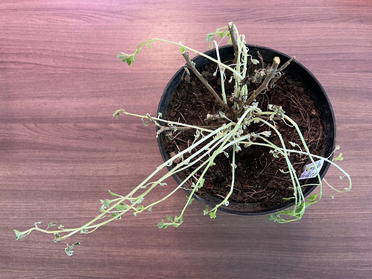 Експерти розповіли, як змусити живці пустити коріння без додаткових укорінювачів