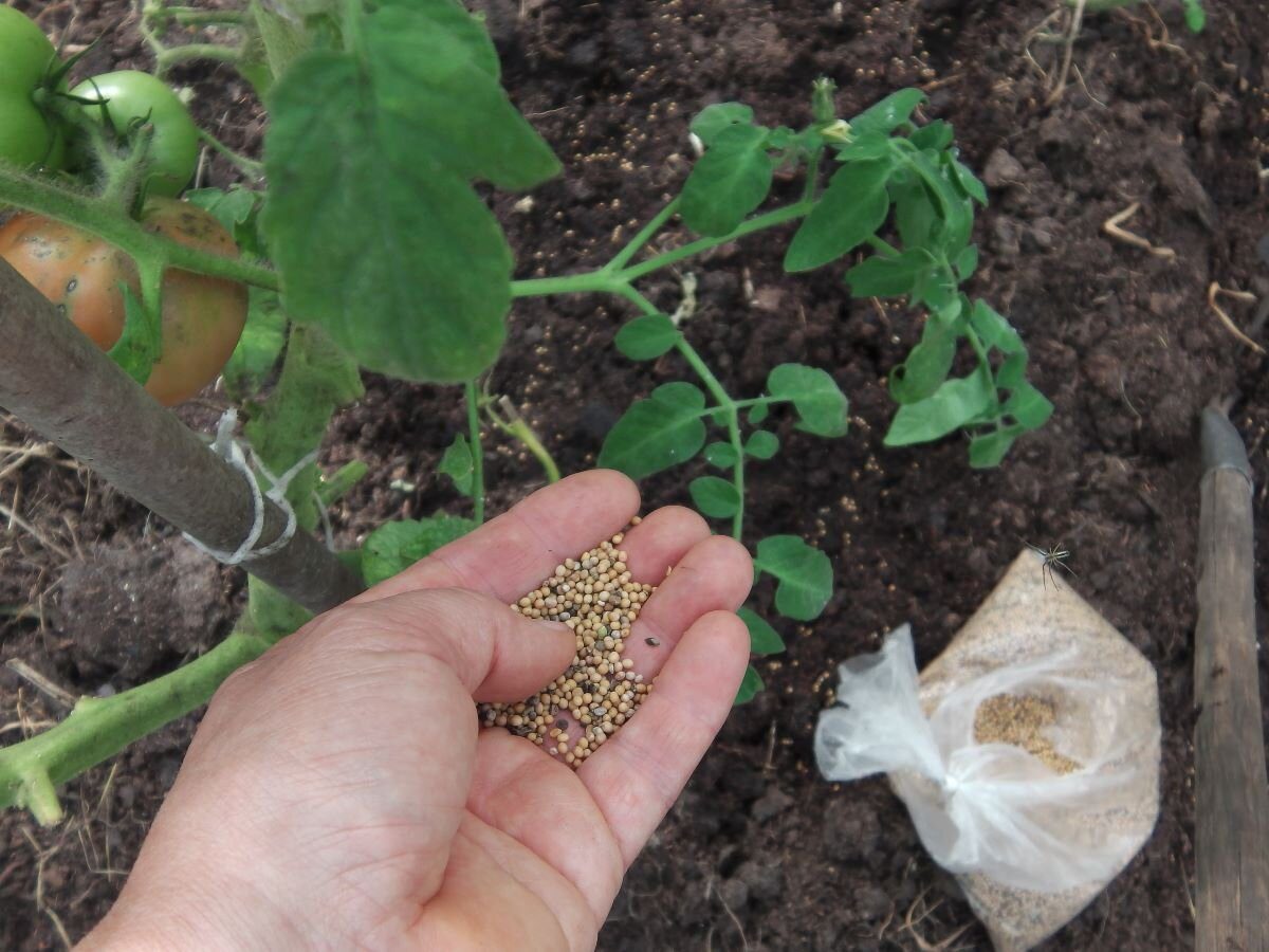 Експерти розповіли про спосіб посадки томатів під зиму для щедрого й смачного врожаю