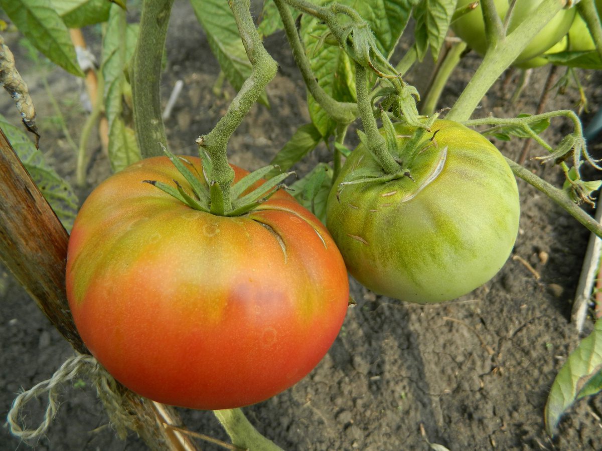 Городники розповіли, який сорт томатів дає найкращий урожай у відкритому ґрунті