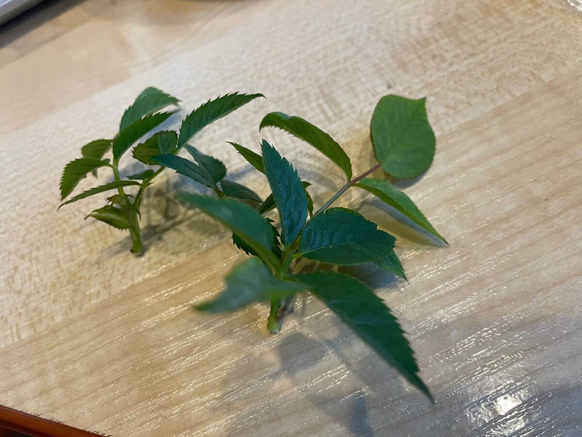 Експерти розповіли, як змусити живці пустити коріння без додаткових укорінювачів