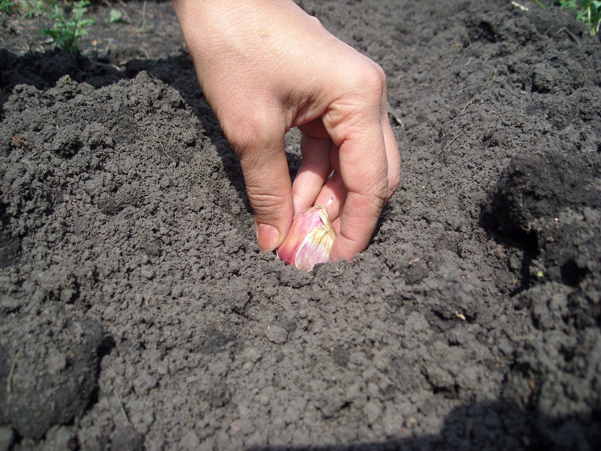 Найкращий час посадки озимого часнику