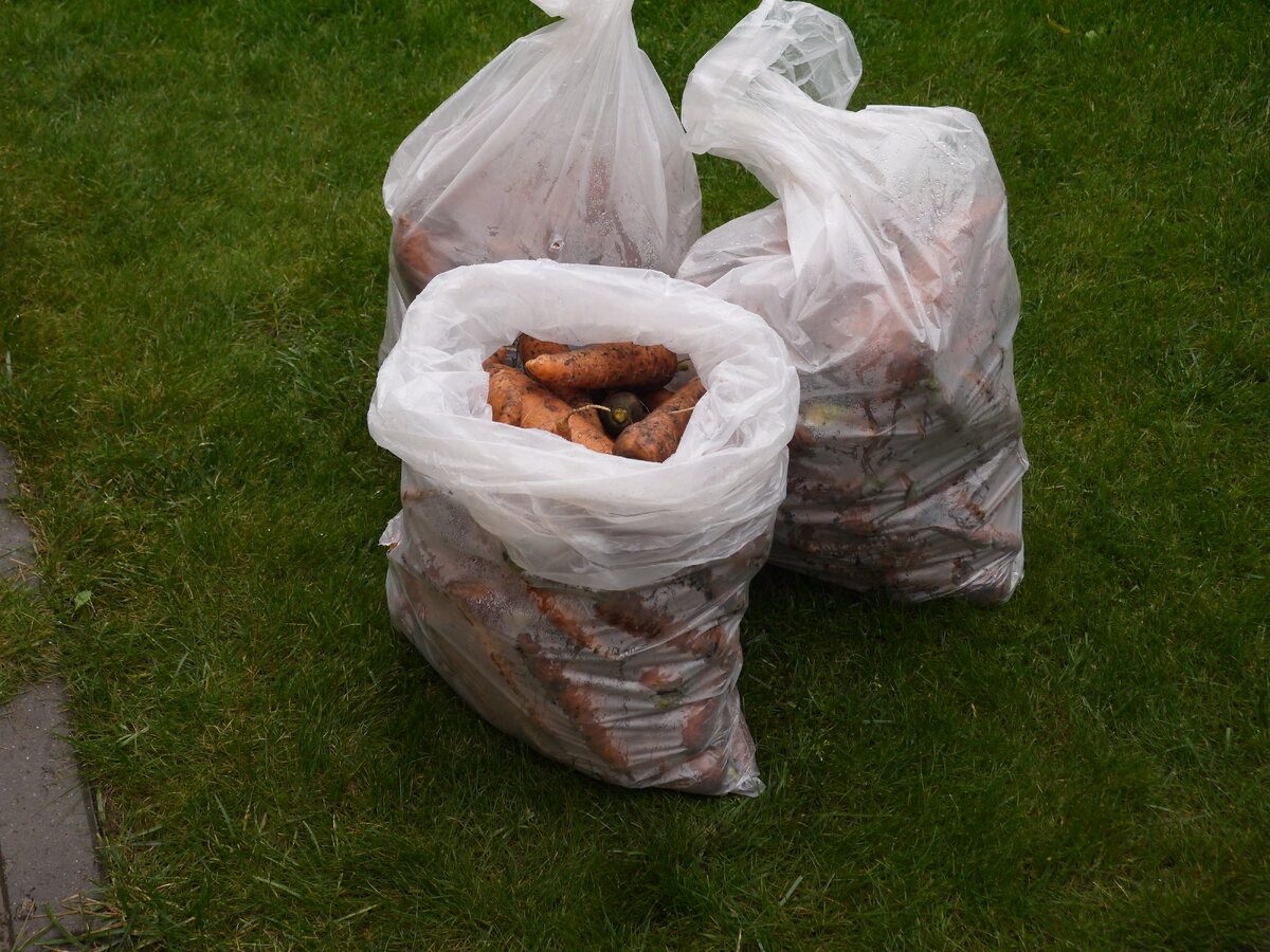 Експерти пояснили, як найкраще зберігати моркву, аби вона довго не псувалась і була свіжою