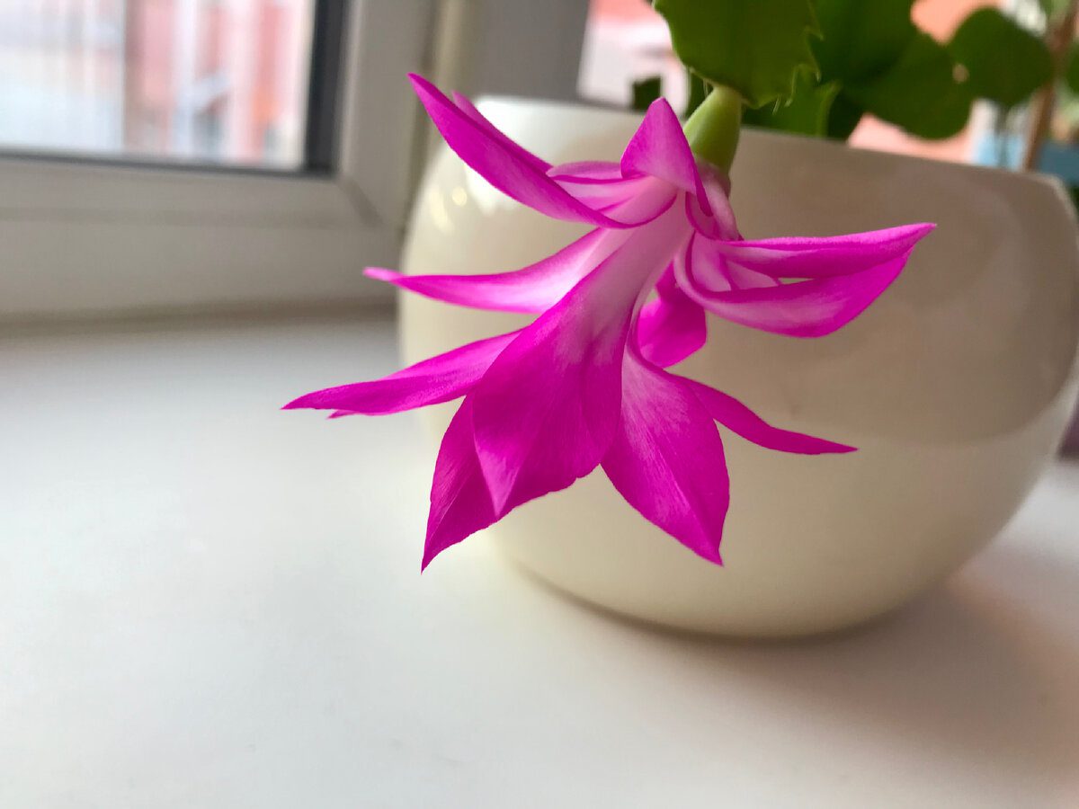 Експерти розповіли, яке добриво використовувати для підживлення декабриста для його цвітіння