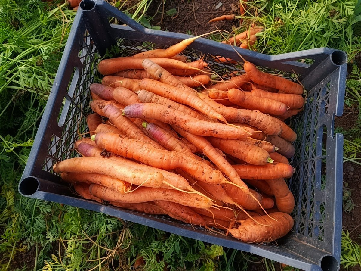 Як зберегти моркву від м'якості й гниття