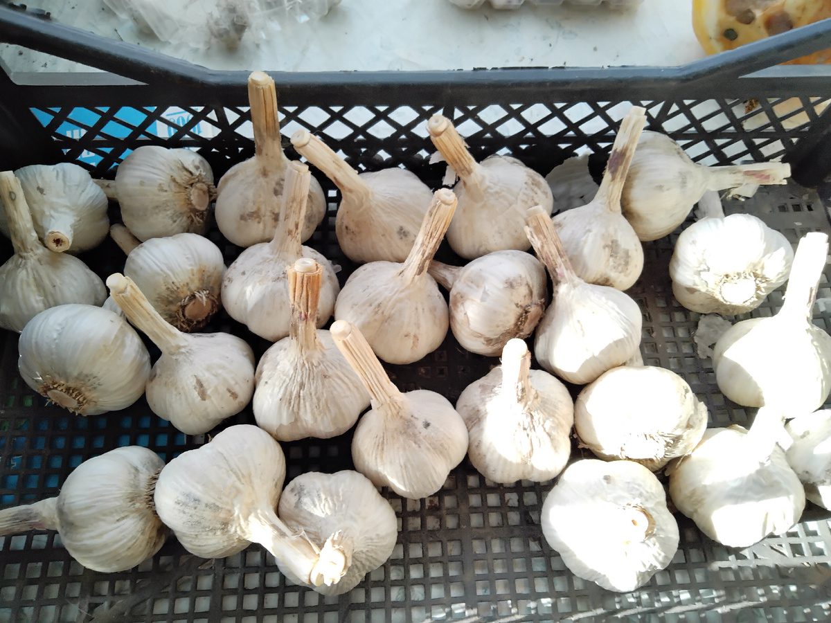 Експерти розповіли, де краще не висаджувати озимий часник на власній ділянці – є 5 місць