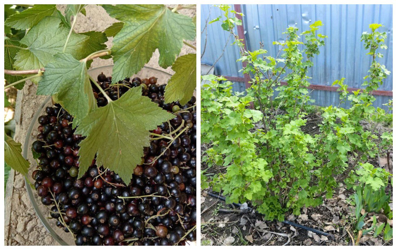 Як доглядати за смородиною восени