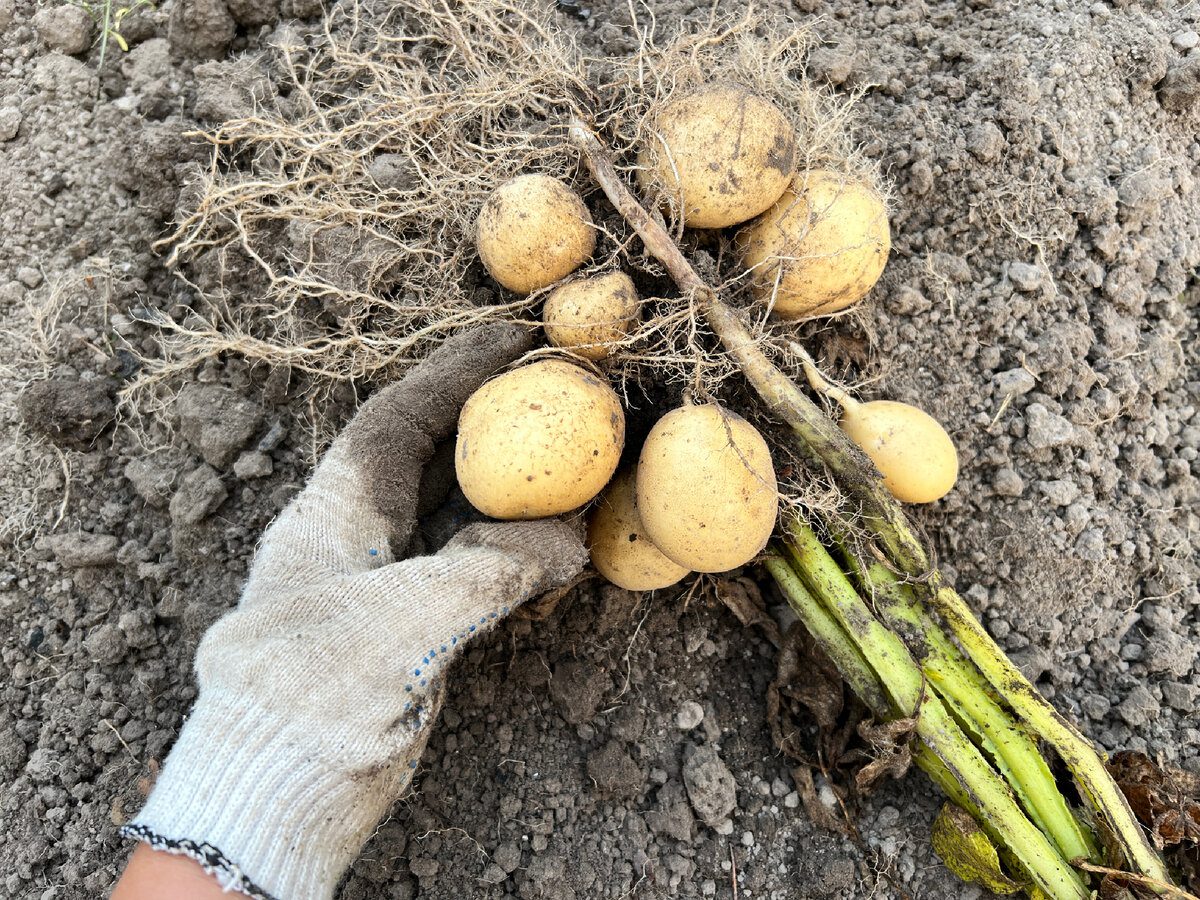Два сорти картоплі, які дають найбільше врожаю