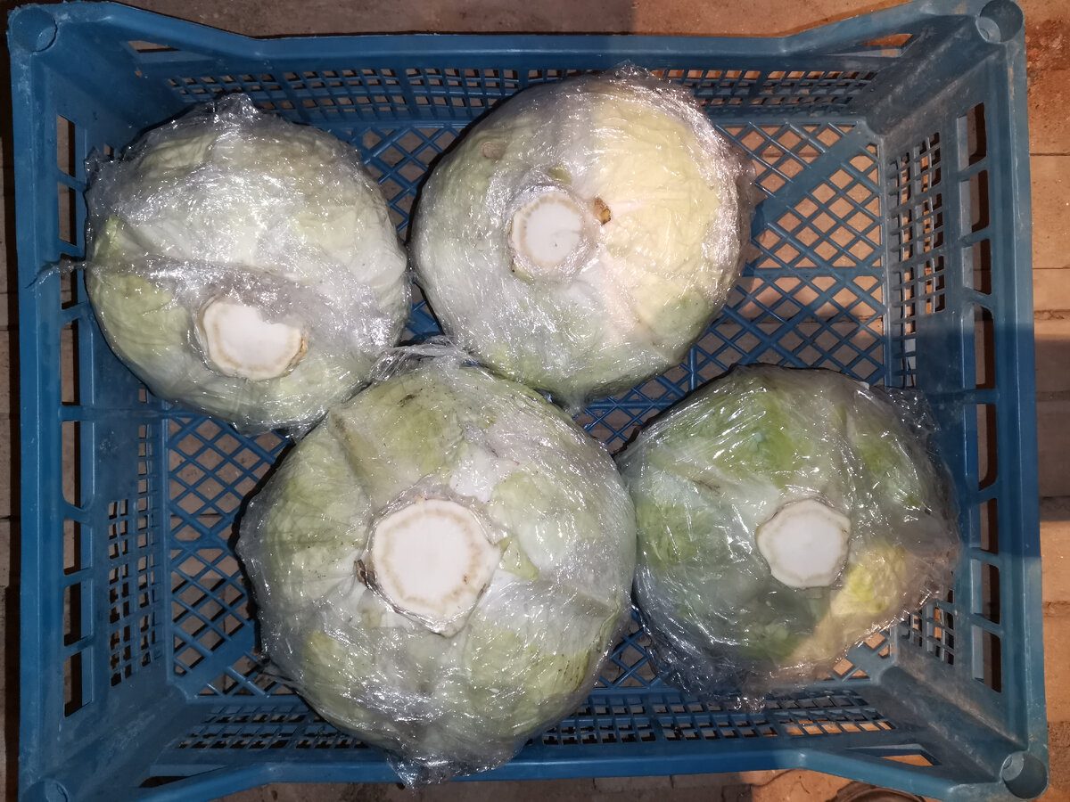 Експерти пояснили, як правильно зберігати капусту, аби вона не псувалась – корисні поради