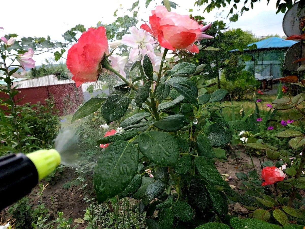 Садівники розповіли, як правильно підготувати троянди до зимівлі для пишного цвітіння після