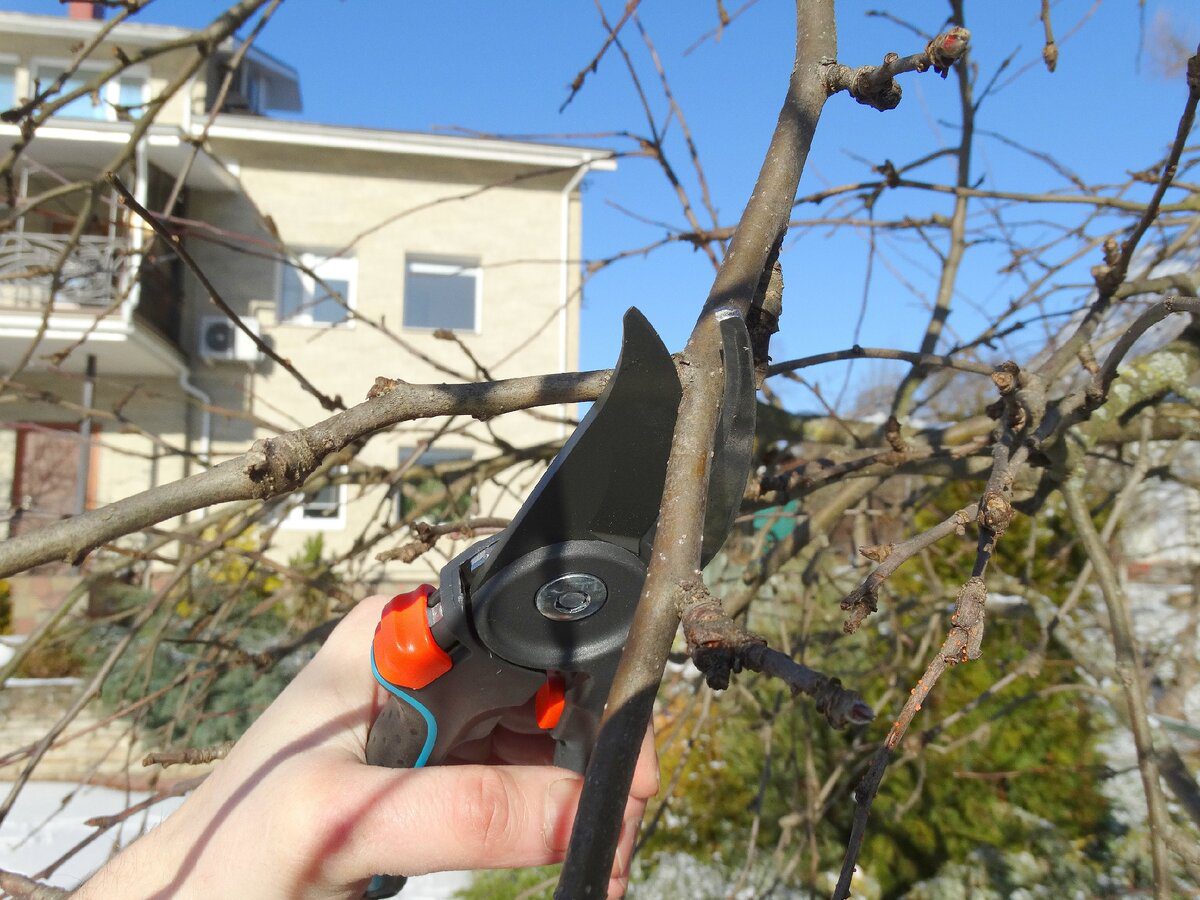 Садівники розповіли, коли правильно обрізати садові дерева для отримання соковитого врожаю