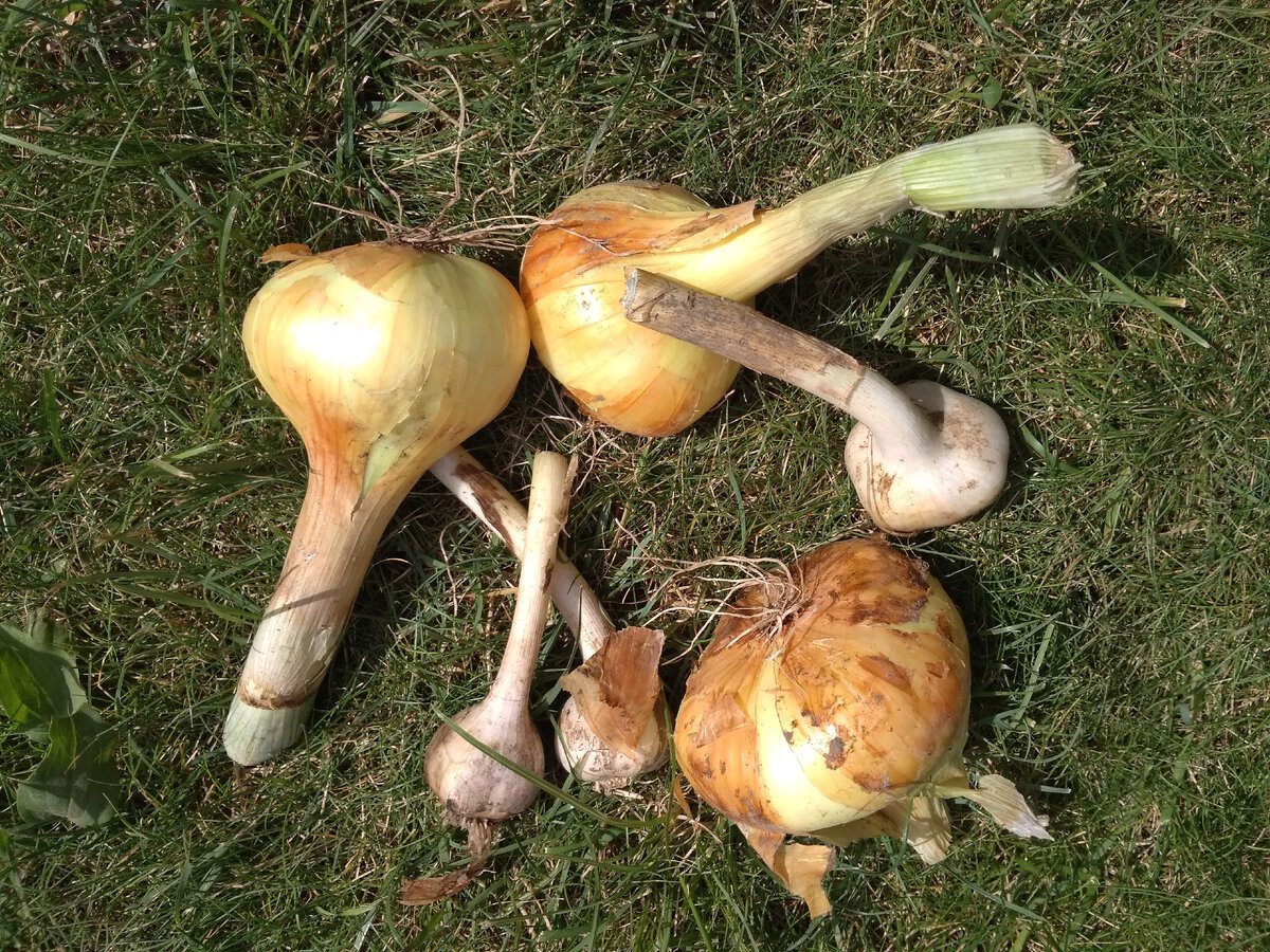 Експерти назвали найкращий сорт озимої цибулі, який має стійкість до хвороб і високу врожайність