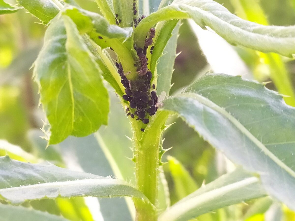 Експерти розповіли, який спосіб і засіб є найкращими для боротьби з попелицею на ділянці