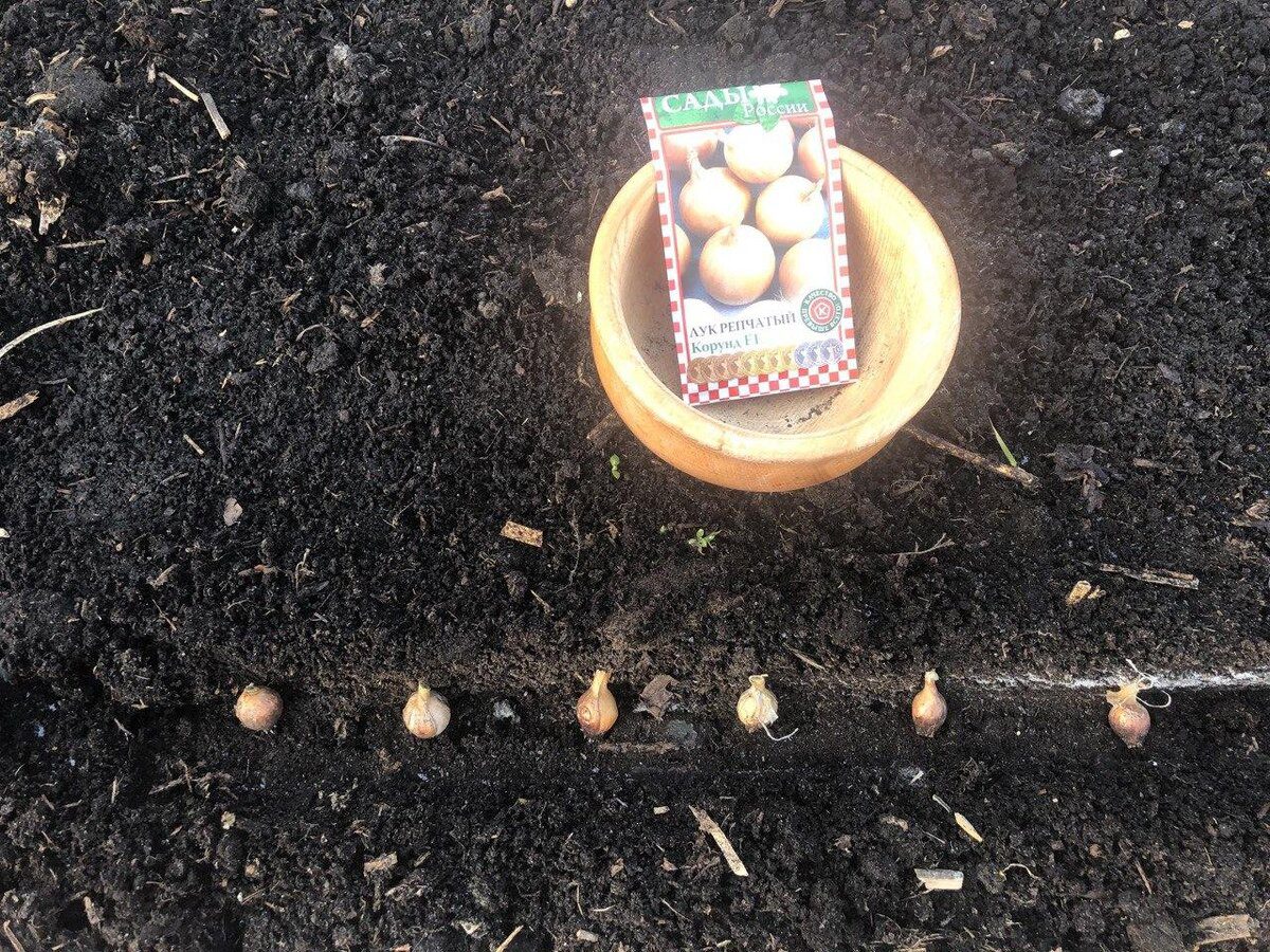 Експерти назвали найкращий сорт озимої цибулі, який має стійкість до хвороб і високу врожайність