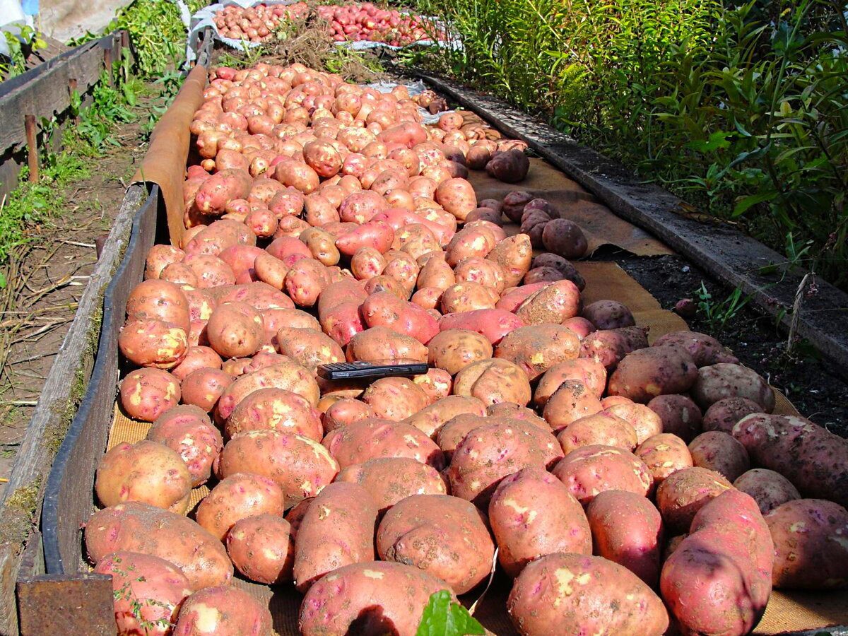 Два сорти картоплі, які дають найбільше врожаю