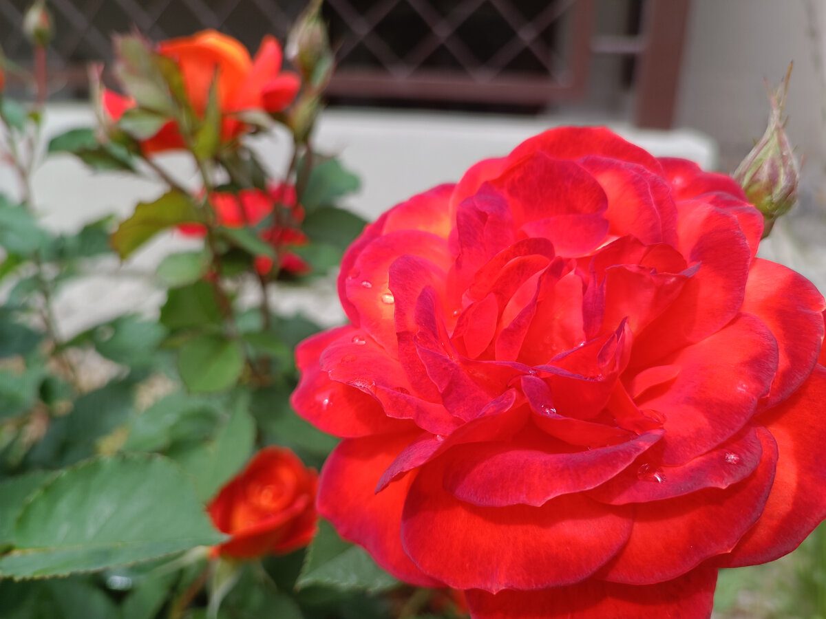 Садівники розповіли, як правильно підготувати троянди до зимівлі для пишного цвітіння після