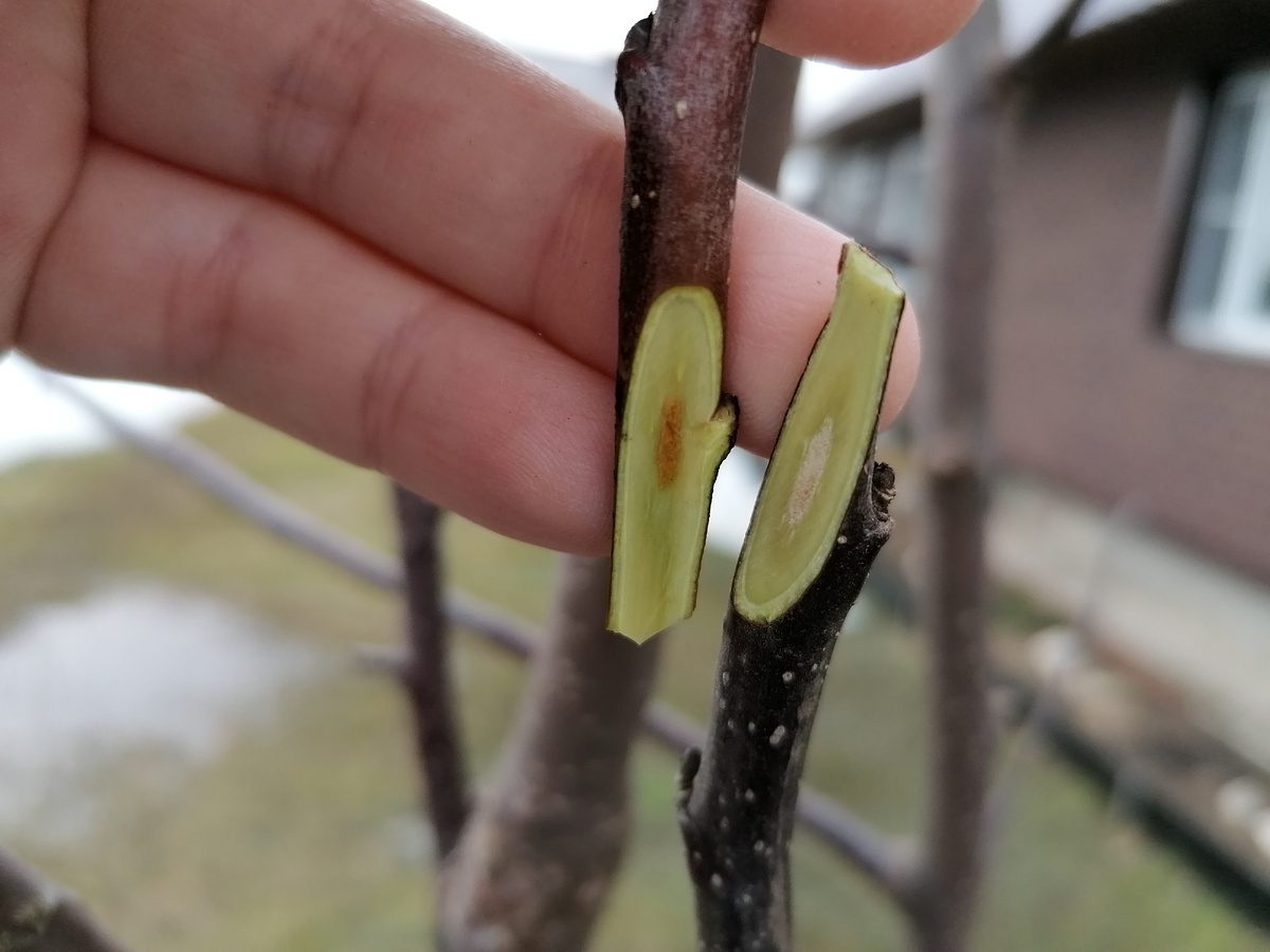 Садівники розповіли, коли правильно обрізати садові дерева для отримання соковитого врожаю