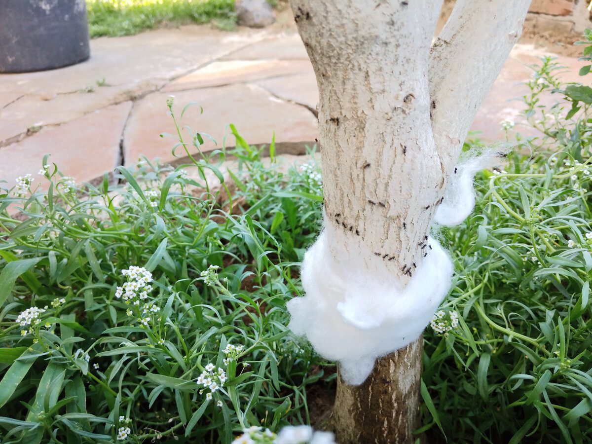 Садівники розповіли, який лайфхак допоможе захистити дерева взимку та восени