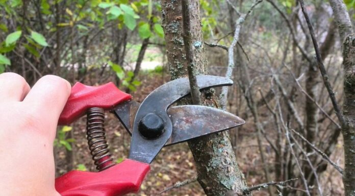 Поки ділянка спить, я “брожу” із секатором: що обрізати в саду у січні – 4 рослини, яким треба стрижка Садівники пояснили, чому та які рослини треба обрізати взимку в саду