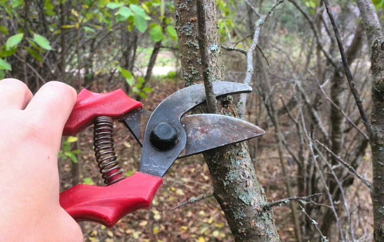 Правильний метод обрізки яблунь Правильний метод обрізки яблунь